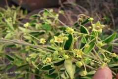 Tylophora pauciflora